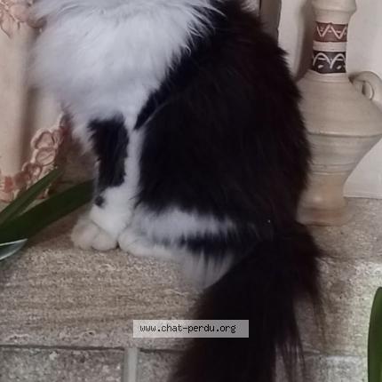 Foto 1/1 Prunelle Chat perdido en Nerondes