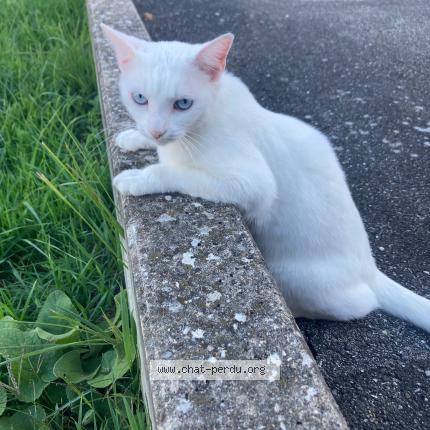 Foto 1/1 Shelby Chat perdido en Habsheim