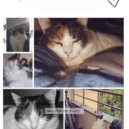 Foto 1/1 Nala Chat perdido en Les clayes sous bois