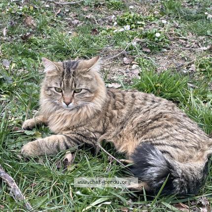 Foto 1/1 Léo Chat perdido en St etienne de cuines