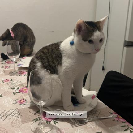 Foto 1/1 kiko Chat perdido en Yutz