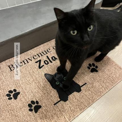 Foto 1/1 Zola Chat perdido en Nantes