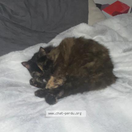 Foto 1/1 Youkounkoun Chat perdido en Brech