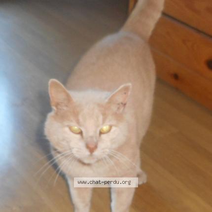 Foto 1/1 Gato encontrado Encontrado en Fontaine les dijon