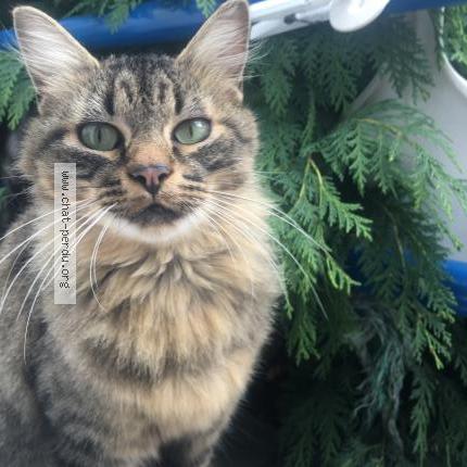 Foto 1/1 Gato encontrado Encontrado en Brest