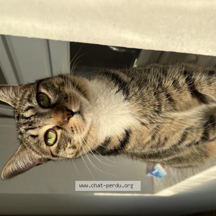 Foto 1/1 Naha Chat perdido en Bidart