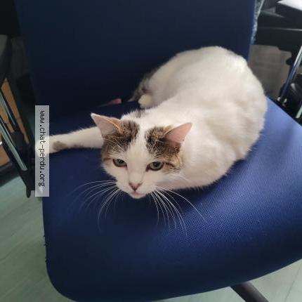 Foto 1/1 Églantine Chat perdido en St denis les bourg