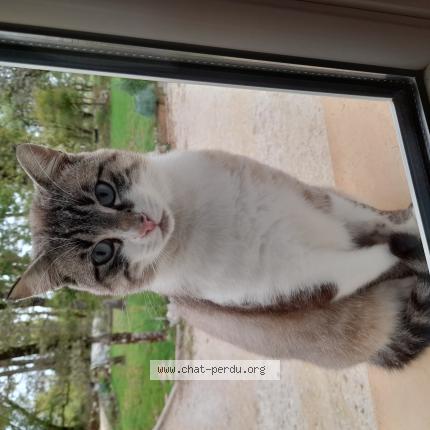 Foto 1/1 Gato encontrado Encontrado en Crayssac