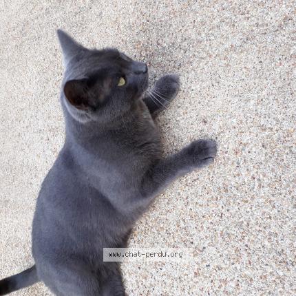 Foto 1/1 EBENE Chat perdido en La ferriere