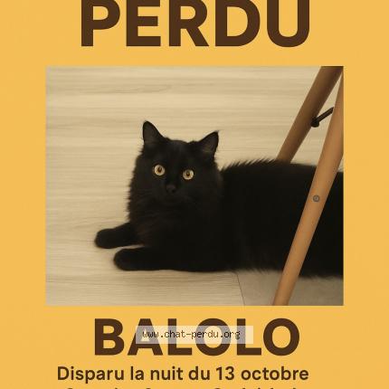 Foto 1/1 Balolo Chat perdido en Agen