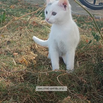 Foto 1/1 Pixette Chat perdido en Tours