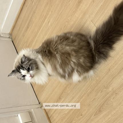 Foto 1/1 Xiao yi Chat perdido en Rueil malmaison