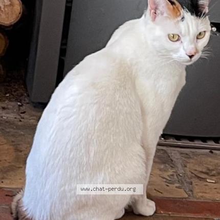 Foto 1/1 Bogi Chat perdido en Sigalens