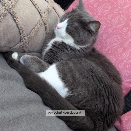 Foto 1/1 PEACH Chat perdido en Sorbiers