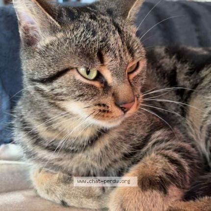 Foto 1/1 Pouplard Chat perdido en Saint martin de mailloc