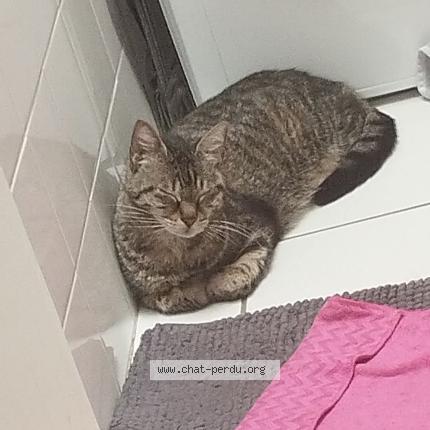 Foto 1/1 Titus Chat perdido en Saint peray