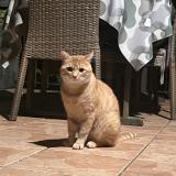 Foto del gato perdido en Seynod