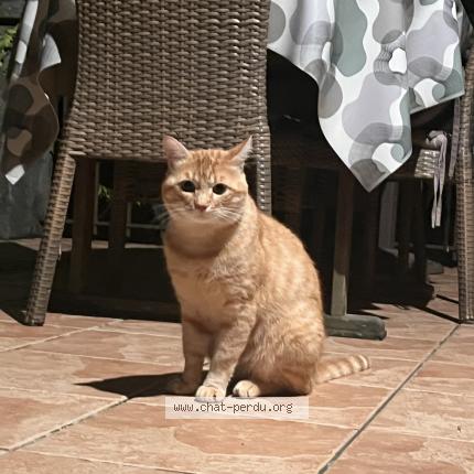 Foto 1/1 Mowgli Chat perdido en Seynod