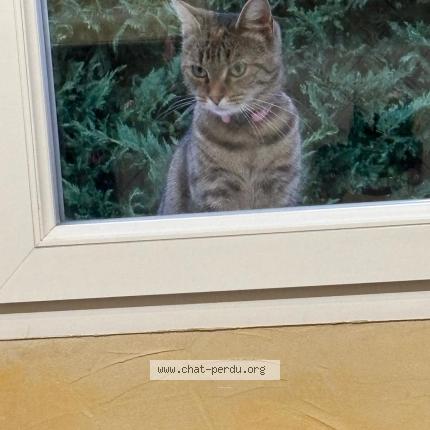 Foto 1/1 Gato encontrado Encontrado en Meaux