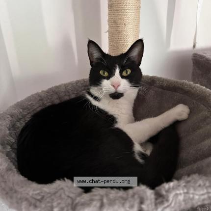 Foto 1/1 Nayah Chat perdido en Evian les bains