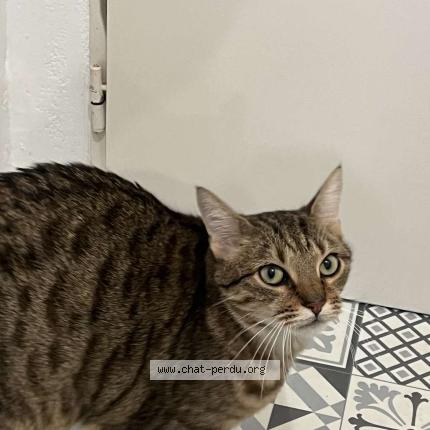 Foto 1/1 TILOU Chat perdido en Nantes