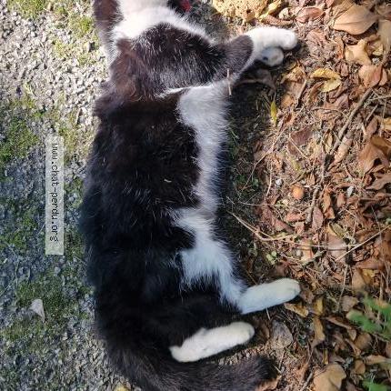 Foto 1/2 Gato encontrado Encontrado en Masleon