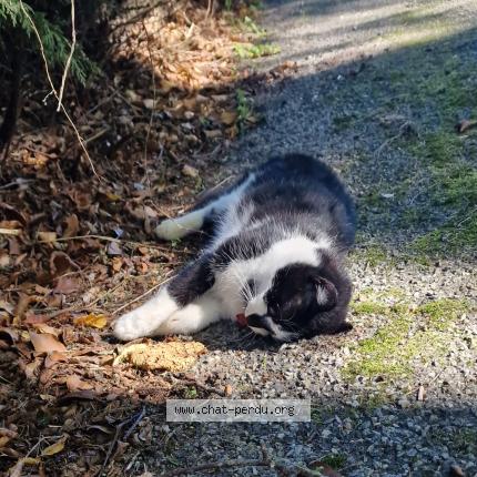 Foto 2/2 Gato encontrado Encontrado en Masleon