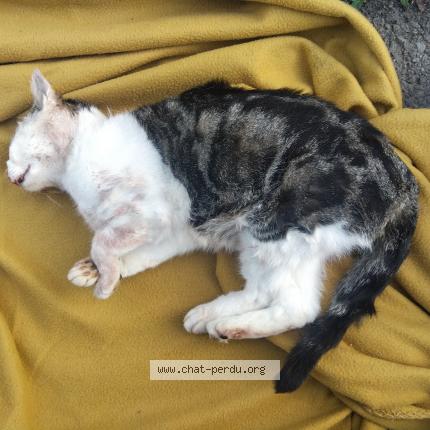 Foto 1/1 Gato encontrado Encontrado en Lassy