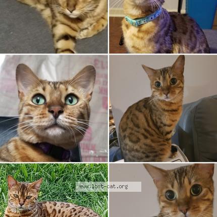 Foto 1/1 Loki Chat perdido en Conway