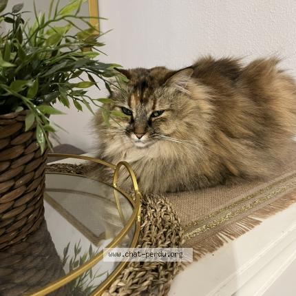 Foto 1/1 Fleur Chat perdido en Toulon