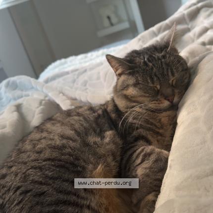 Foto 1/1 Louna Chat perdido en Bourges