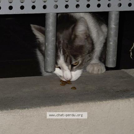 Foto 1/1 Gato encontrado Encontrado en Montpellier