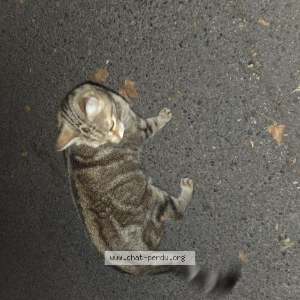 Foto 1/1 Gato encontrado Encontrado en Montpellier