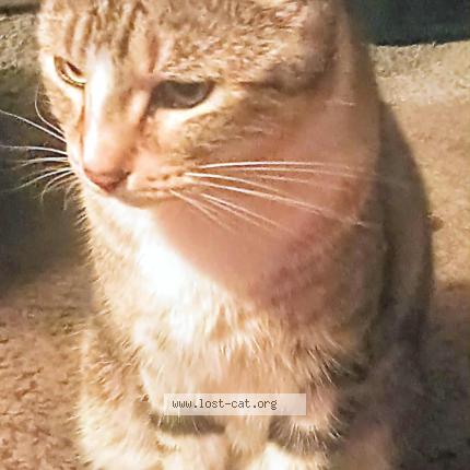 Foto 1/1 Violet Chat perdido en Phoenix