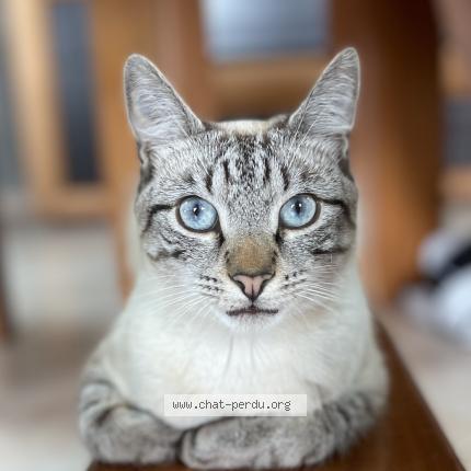 Foto 1/1 Wally Chat perdido en Morin heights