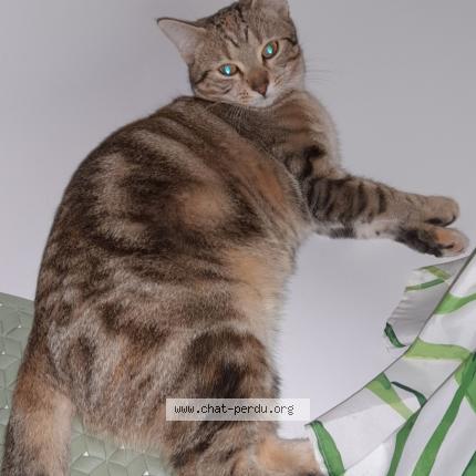 Foto 1/1 Tiphanie Chat perdido en Montbartier