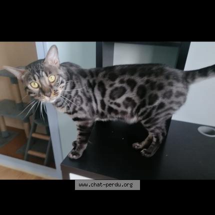 Foto 1/1 Simba Chat perdido en Cadillac sur garonne