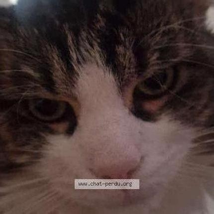 Foto 1/1 DJ Chat perdido en Lens