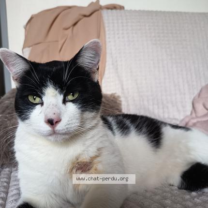 Foto 1/1 Gato encontrado Encontrado en Bergerac