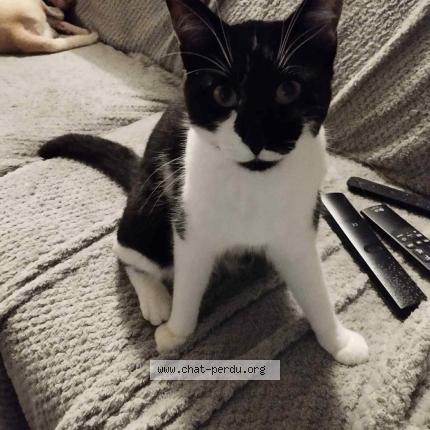 Foto 1/1 Tornade Chat perdido en Verruyes