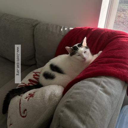 Foto 1/1 Walter Chat perdido en Gary