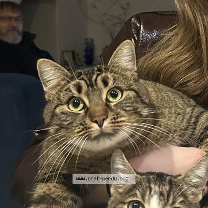 Foto 1/1 Gin Chat perdido en Marigny