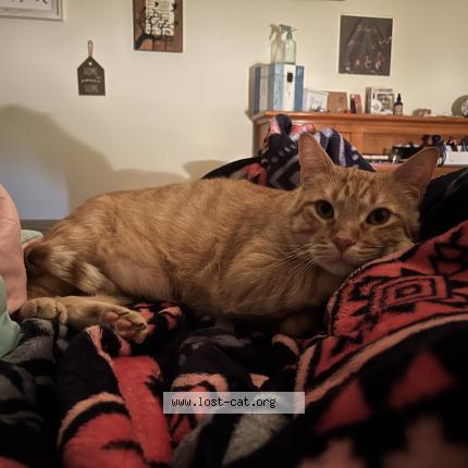 Foto 1/1 Finn Chat perdido en Oklahoma city