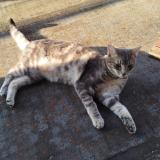 Foto del gato perdido en Sierck Les Bains