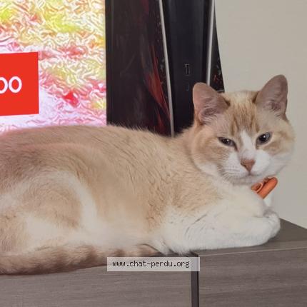 Foto 1/1 Kronos Chat perdido en Biarritz