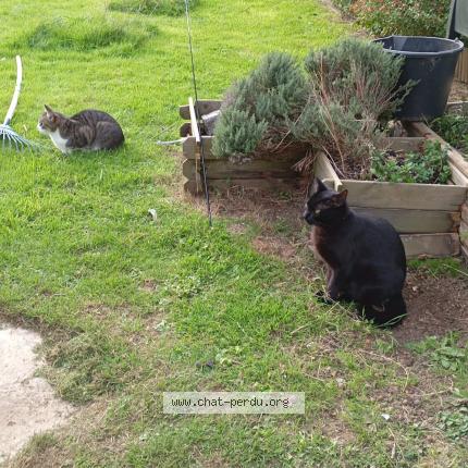 Foto 1/1 Nino Chat perdido en Brest