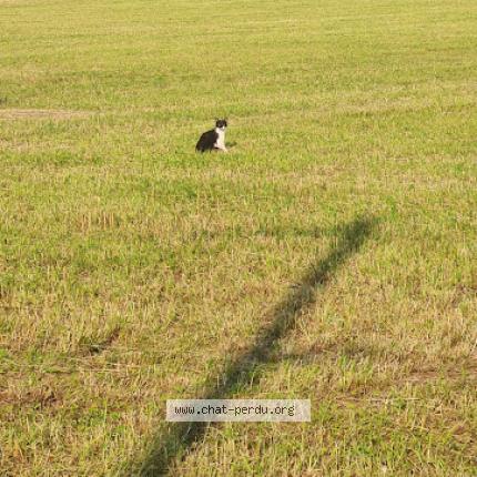 Foto 1/2 Scotti Chat perdido en Alix