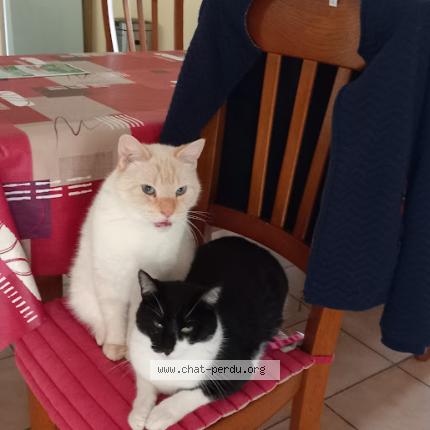 Foto 2/2 Scotti Chat perdido en Alix