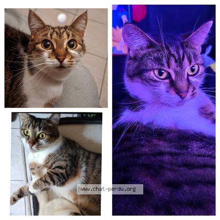 Foto 1/1 Stella Chat perdido en Savigny sur orge