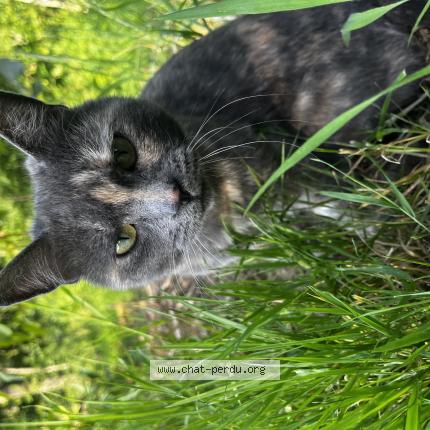Foto 1/1 Grizzly Chat perdido en Saint jean de la rouelle